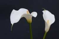 Photograph of two Lillies