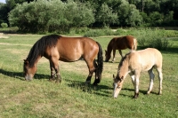 Image of a horse grazing