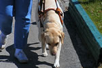 Image of a guide dog