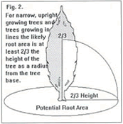 Figure 2 - showing potential root area of narrow upright trees