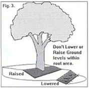 Figure 3 - showing not to lower or raise ground levels within root area