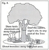 Figure 4 - showing how to protect trees when undertaking works in the area