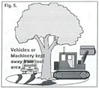 Figure 5 - Keep vehicles and machinery away from the root area