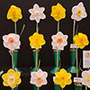 prize winning daffodils