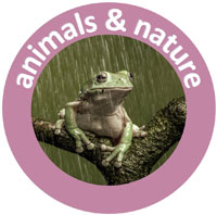 Animals and nature