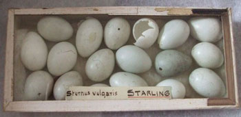 Birds’ eggs collected by Charles Moore