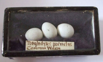 Wren eggs collected by Charles Moore