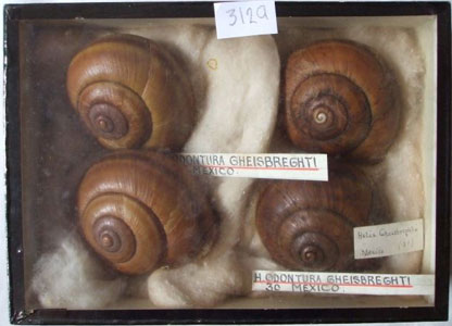 snail shell from Mexico