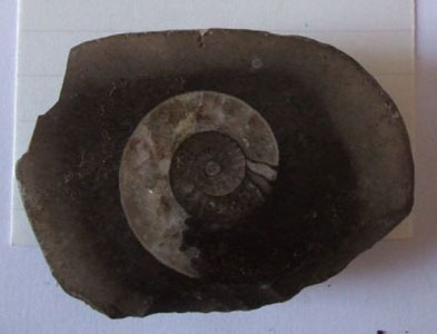 fossil of a goniatite
