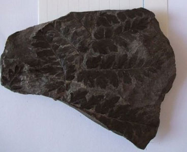 This example was found at Hough Hill in Stalybridge