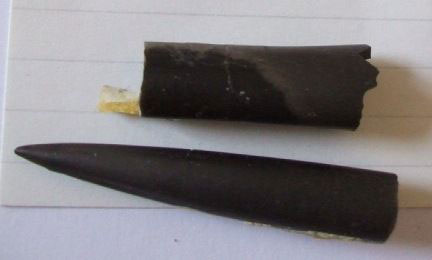 Belemnites