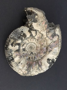 Ammonites