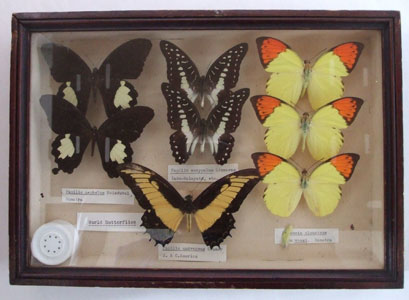 Butterflies