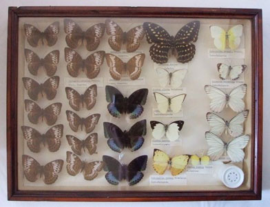 Butterflies