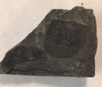 Dunbarella was a thin shelled ‘bivalve’