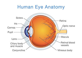 The Eye