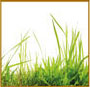 Grass Cuttings