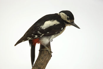 Woodpecker