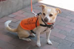 Image of a hearing dog