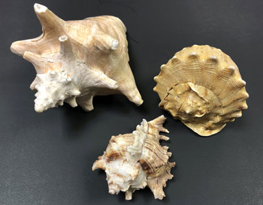 shells