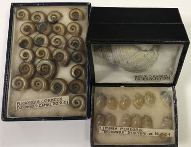 Shells