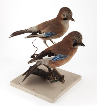 Jays