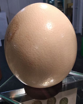 Ostrich Egg