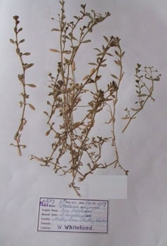 Pressed Plant