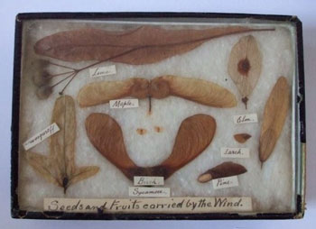 Seed