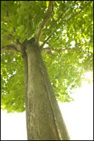 Picture of a Tree
