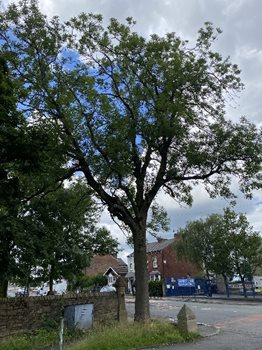 Ash Tree