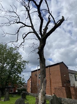 Ash Tree