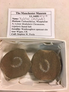 These fossils are from a tiny millipede known as Xylosius