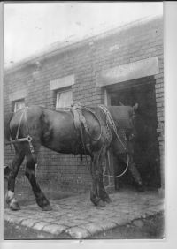 Horse being led into Stables