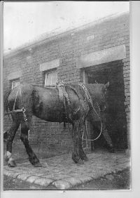 Horse Being Led Into Stables
