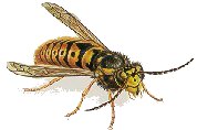 Graphic - A Wasp