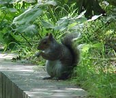 Photograph of a Squirrel