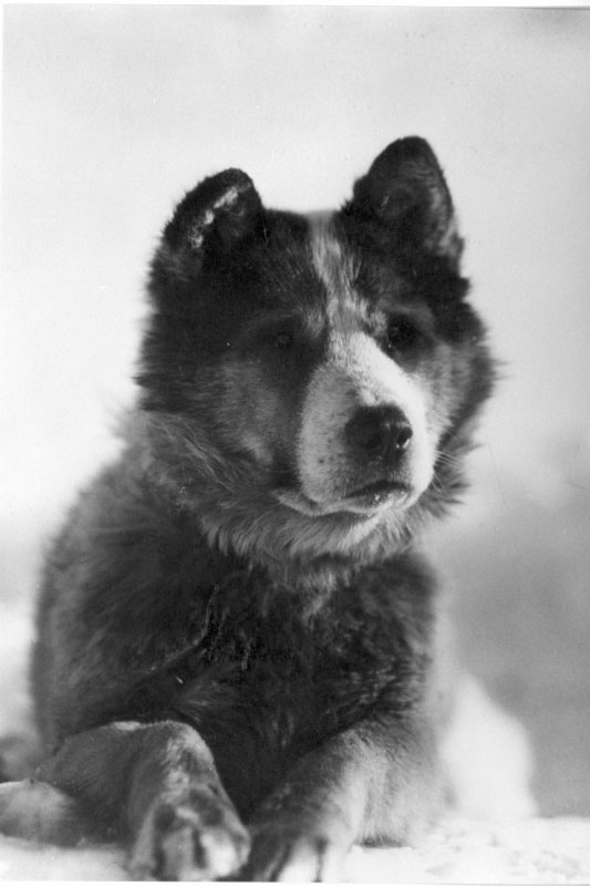 Vida - Photograph of Captain Robert Scott's sledge dog Vida